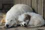 It's nap time at Blanche Manor. 