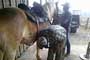 Our horses get top care, including weekly visits from the farrier to make sure their feet are in top condition. 